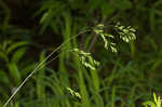 Clustered fescue